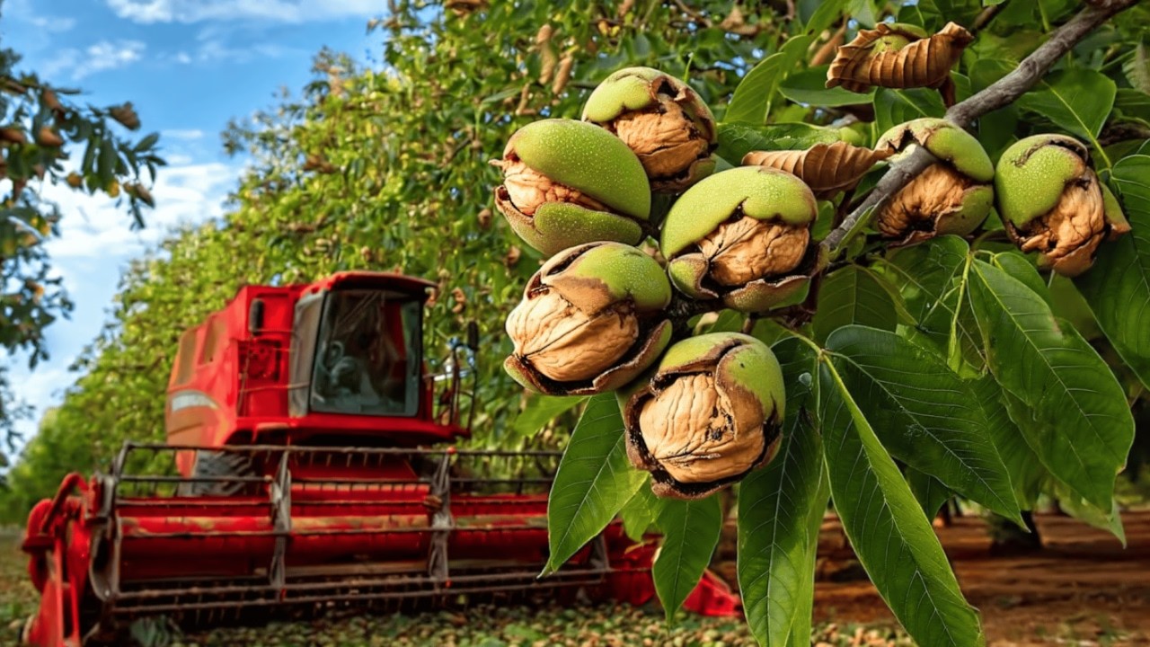 How California Farmers Harvest Millions of Walnuts Using ModernTechnology (Full Process)