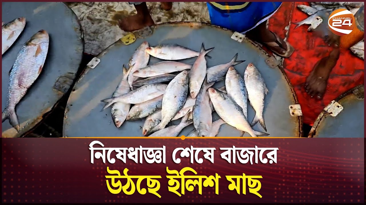 নিষেধাজ্ঞা শেষে বাজারে উঠছে ইলিশ মাছ | Hilsa Fishing | Channel 24