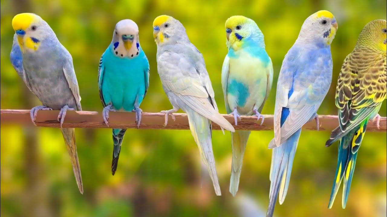 9 Hours of Non-Stop Cheerful Budgies! Enjoy the cutest moments of these playful parrots all day
