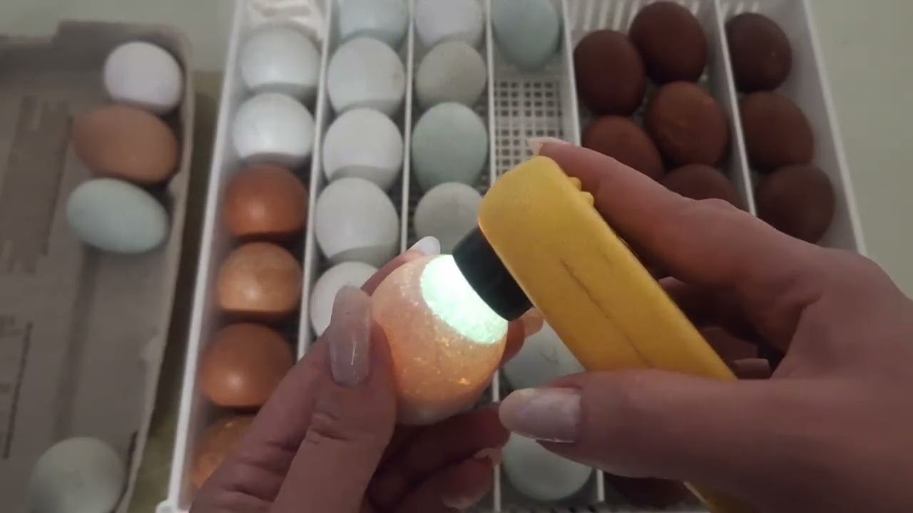 Какой оплод? Инкубация 1-7 день. Яйца с посылки. Легбар, амераукана, маран🐣