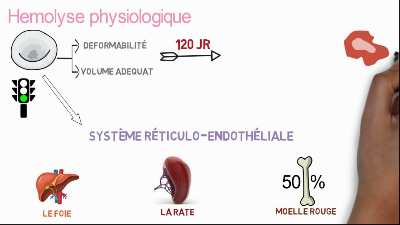 Comprendre l'anémie hémolytique en 10 min !!!!