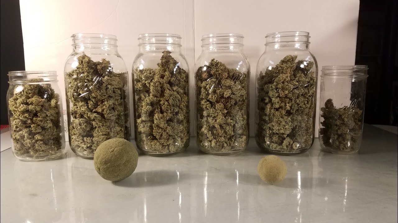 Grow 4: Final Yield! Milk n Cookies Huge Plant Grow, HLG 260 3x3 Tent
