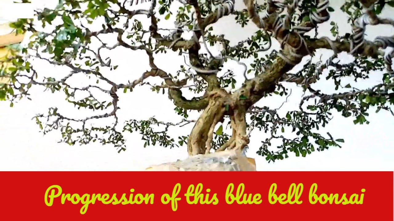 PROGRESSION NG BLUE BELL ROCK CLASPING BONSAI/  HOW TO MAKE  ROCK CLASPING BONSAI
