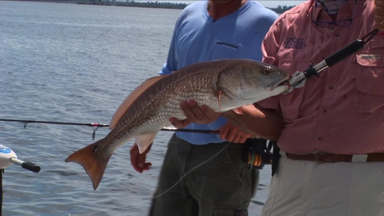 Pine Island Sound-Off