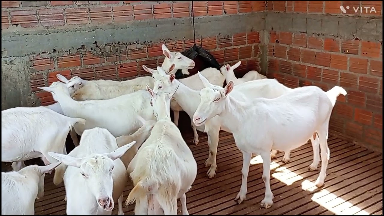 cabras leiteiras a venda 81 995915451