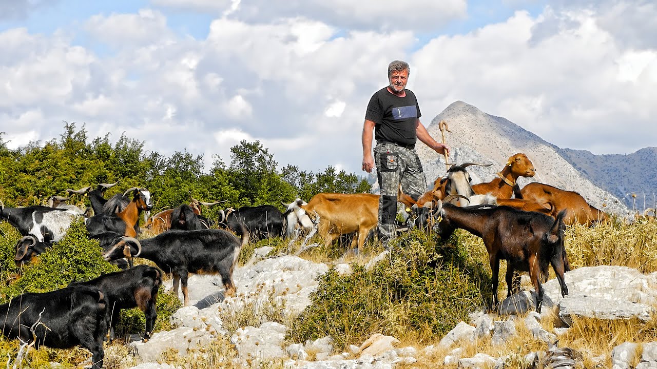 Ο Γιώργος και το κοπάδι του - Άρχοντας στα Βουνά