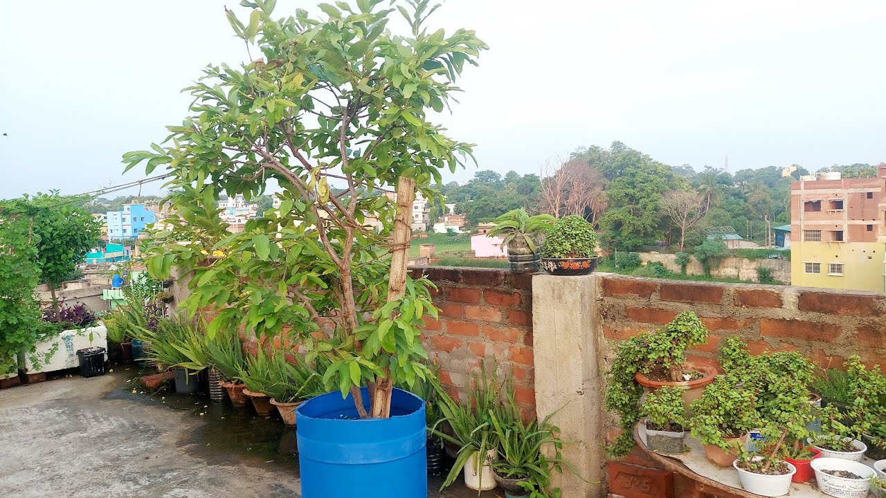 guava plant ki Pruning and reporting #terracegardning #garden #trending #viral