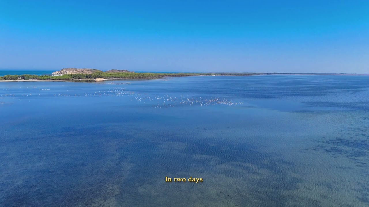 Narta Lagoon Albania, Flamingo 🦩🦩