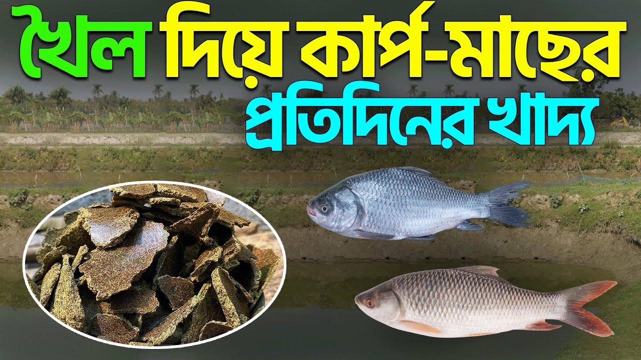 খৈল দিয়ে কার্প মাছের প্রতিদিনের খাদ্য || Shakib Agro || খৈল দিয়ে বাংলা মাছের খাদ্য