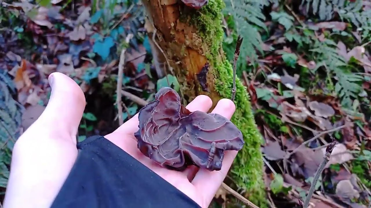 Futures morilles : bons biotopes, futurs spots et indices + oreilles de Judas