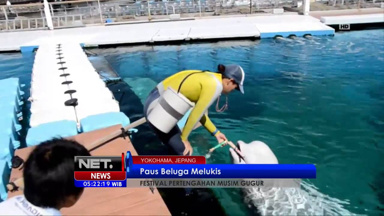 NET5 - Paus Beluga dapat melukis