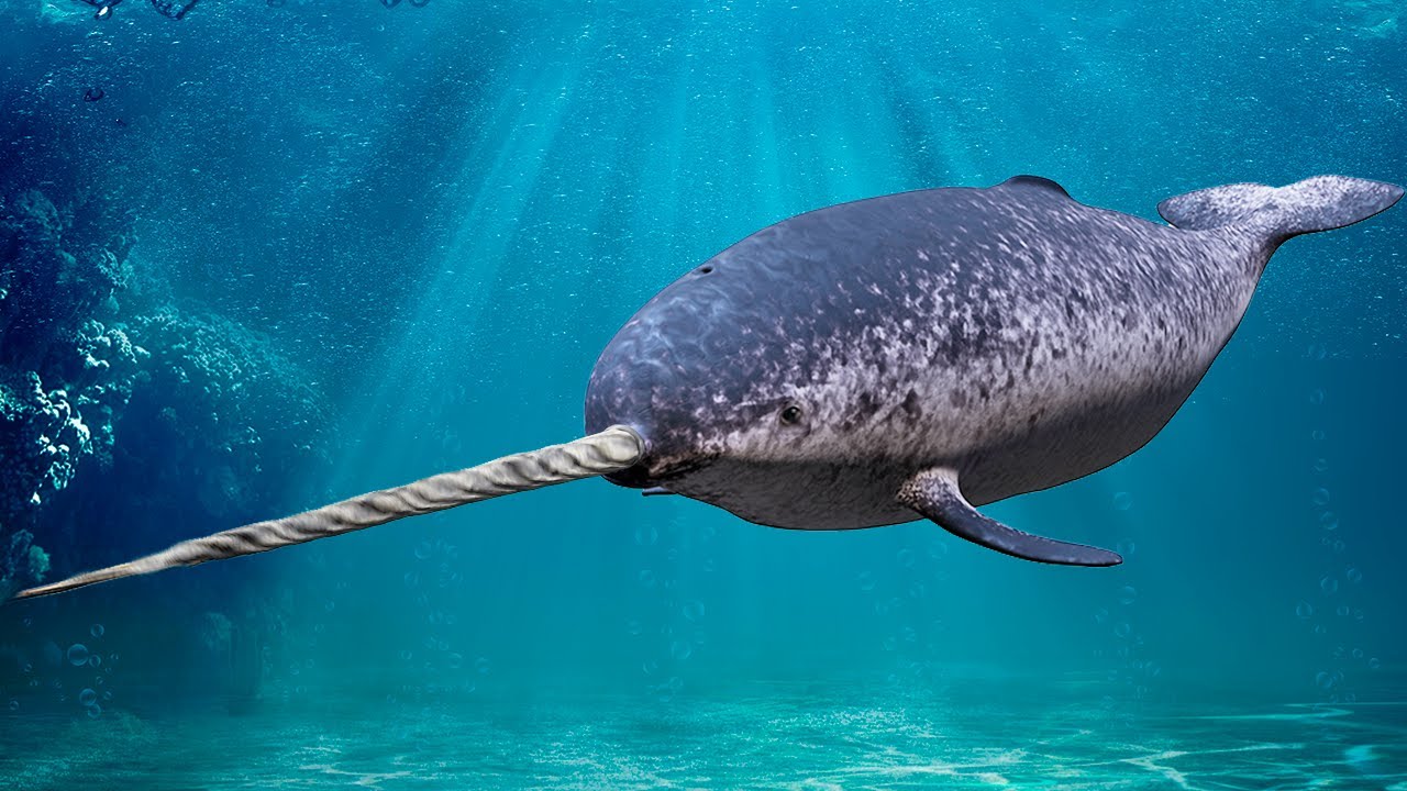 9 Animals You Will Never See In A Zoo