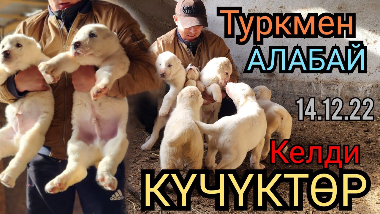 АЛАБАЙ ТҮРКМӨН КҮЧҮКТӨР КЕЛДИ 😱14 декабря 2022 г.