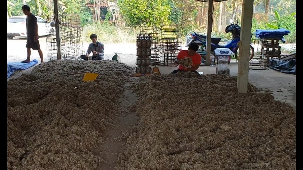 เชื้อเห็ดฟาง🍄ทำแบบนี้ รู้ไว้กำไรชีวิต
