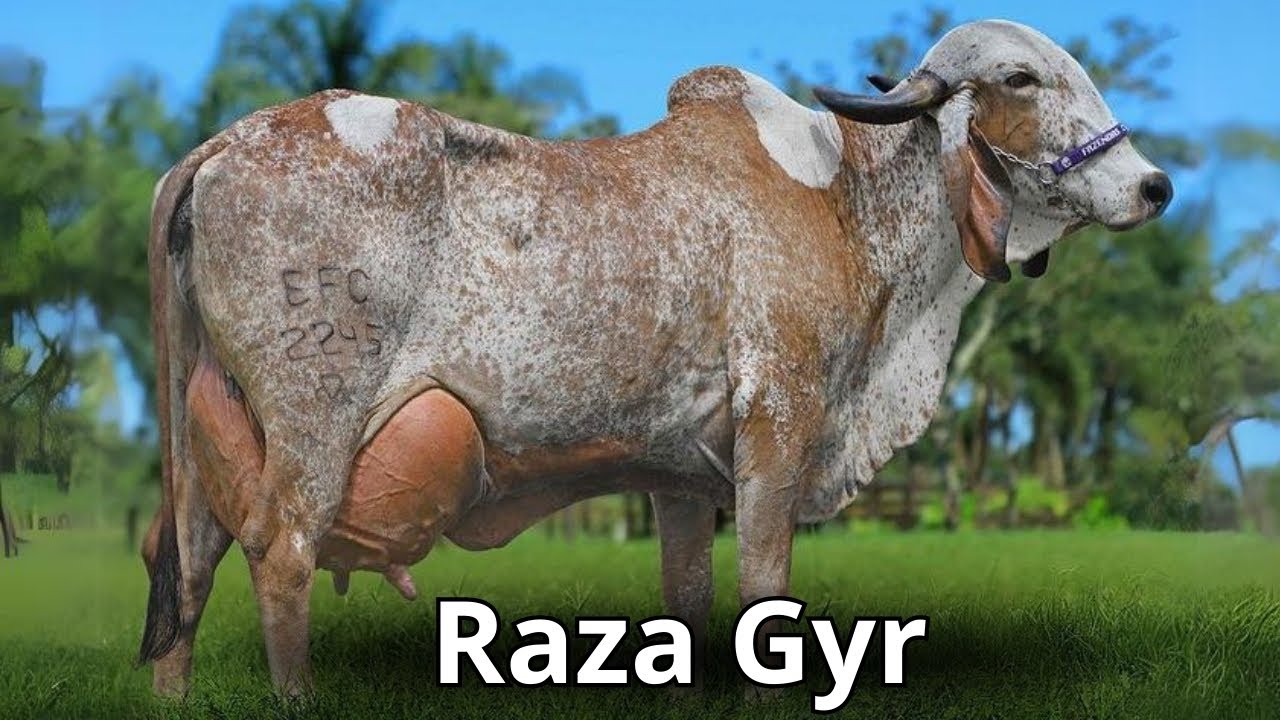 Raza de ganado Gyr. Elegancia, Poder y Legado en la Ganadería