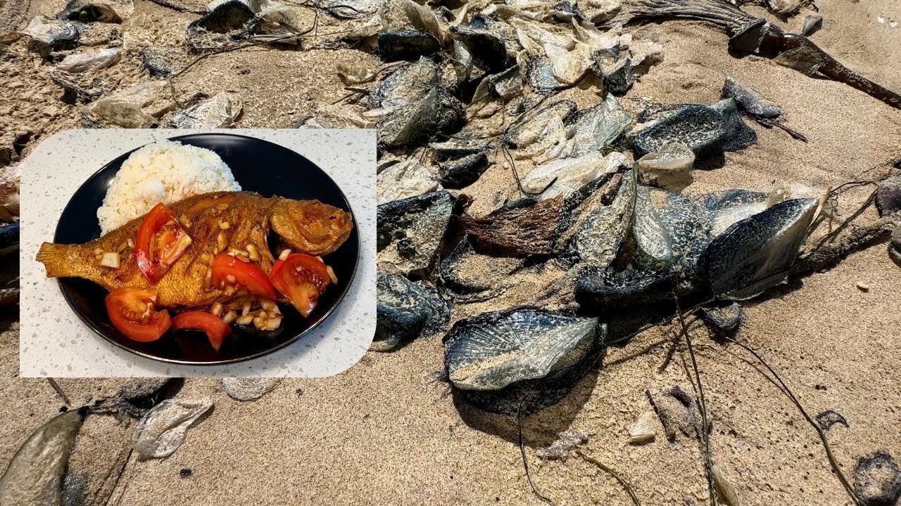 Billions of Rotting Jellyfish couldn't stop this Surf Perch catch and cook
