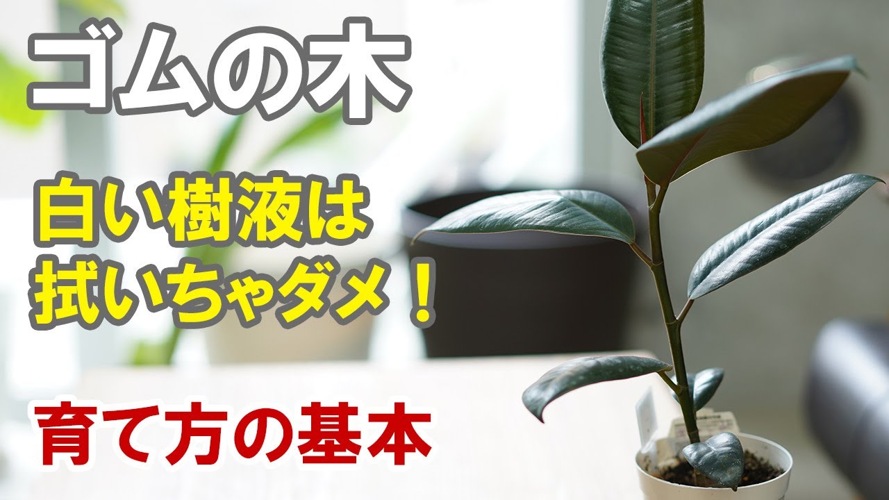 ゴムの木の育て方 植え替え、枝分かれさせたい時の剪定方法