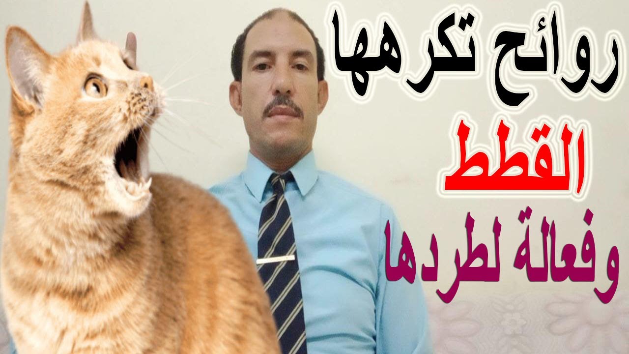 #طرد_القطط / روائح تكرهها القطط وتبعدها فورا من المكان