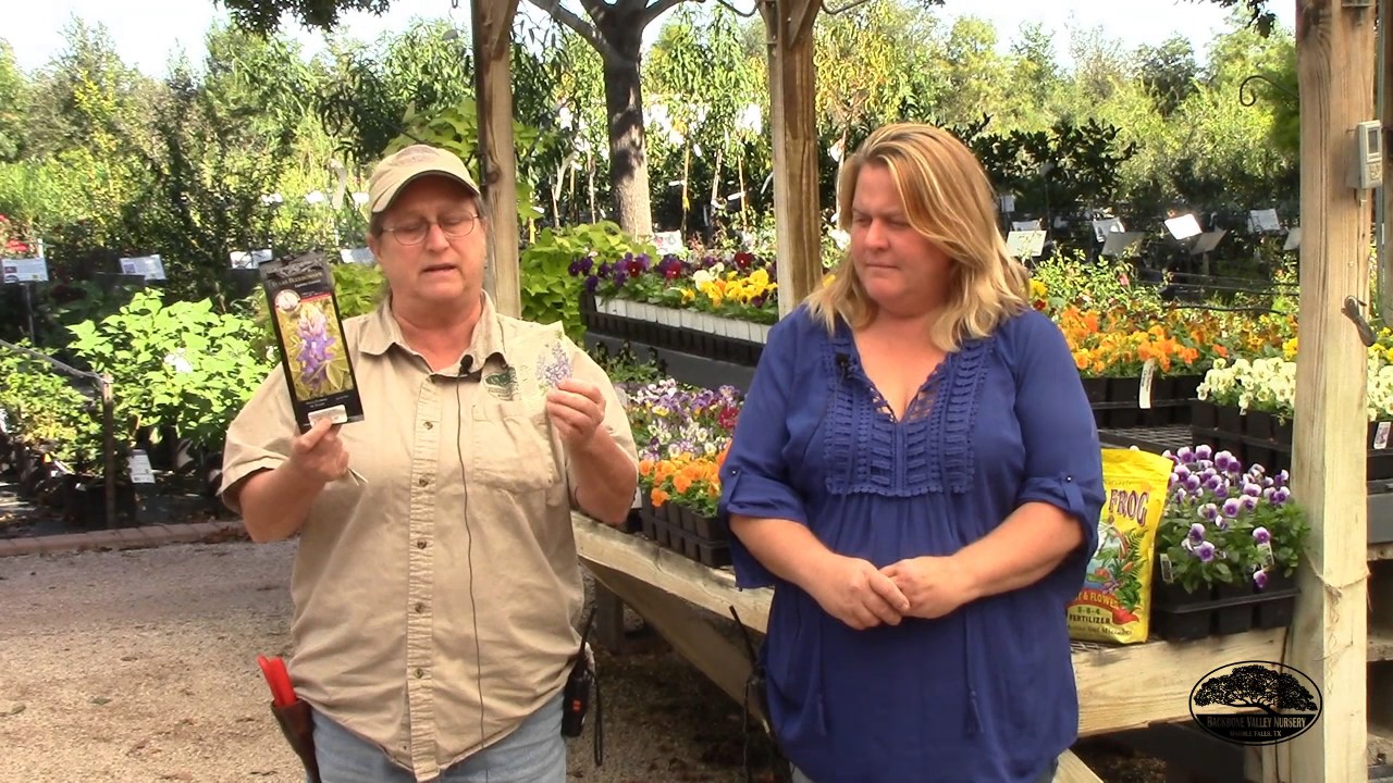 Ask the Experts - What to plant right now?