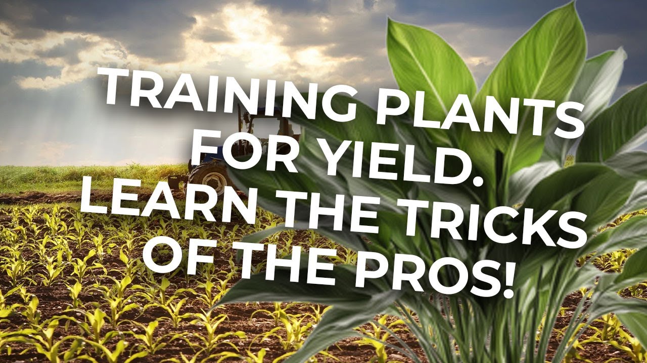 Indoor Cultivation: Training Plants for Yield. (live Q&A)