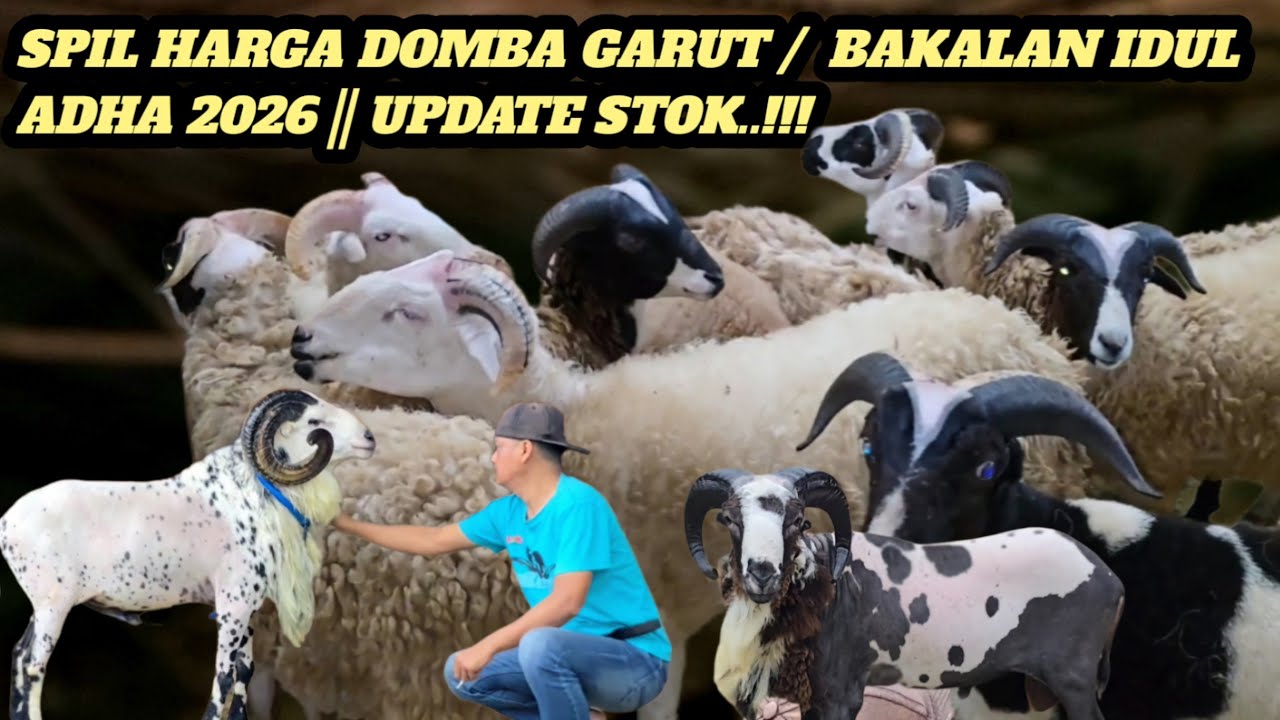 UPDATE HARGA BAKALAN DOMBA GARUT DI BIBILINTIK FARM 