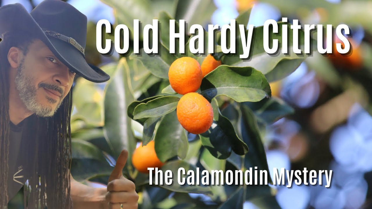 The Great Calamondin Mystery