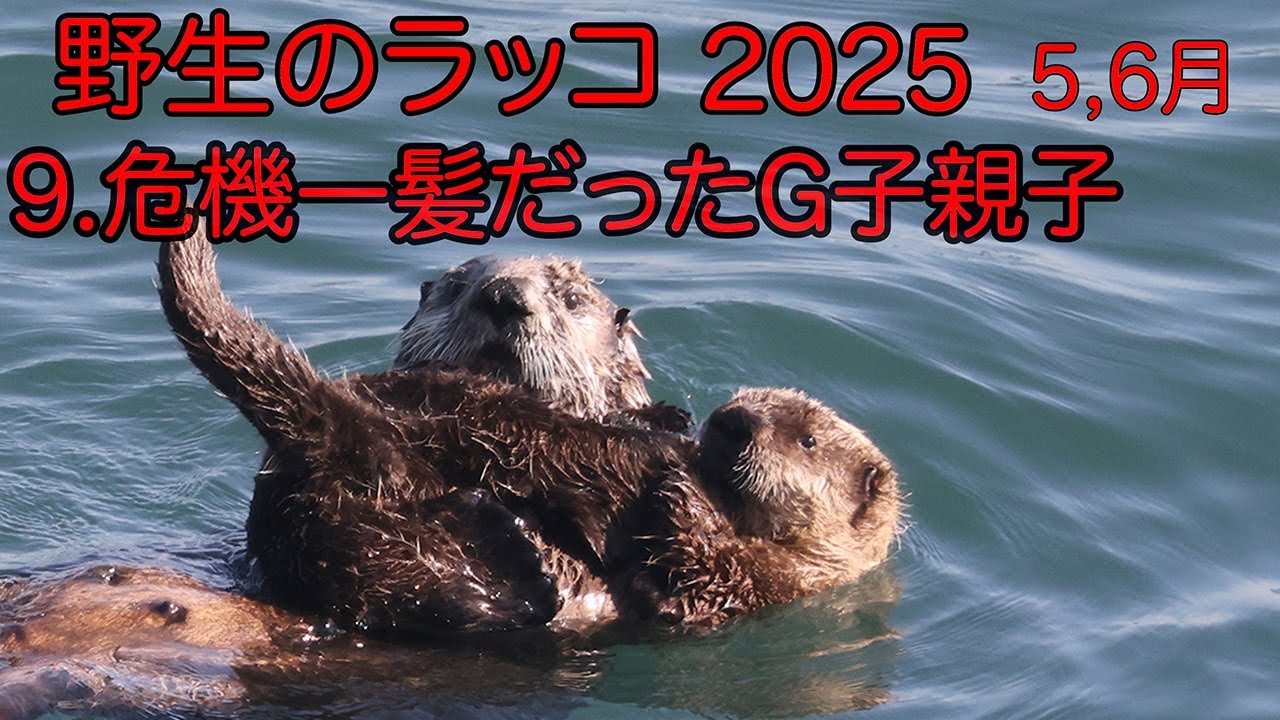 野生のラッコ 2025  9.危機一髪だったG子親子