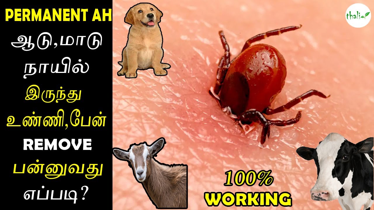 Permanent ah ஆடு, மாடு, நாயில் இருந்து உன்னி, பேன் remove பன்னுவது எப்படி? || 100% working Solution