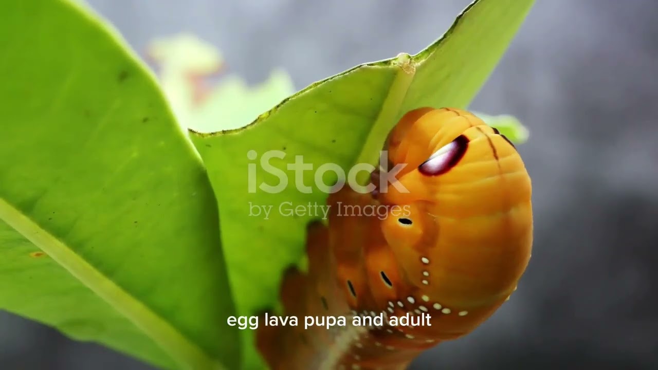 Insect Invasion: A Closer Look