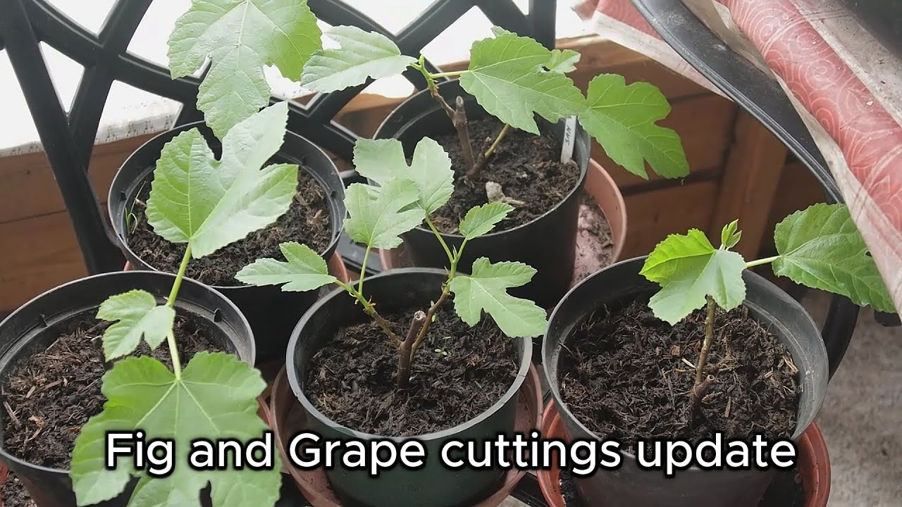 Grape and Fig cuttings 4th May update