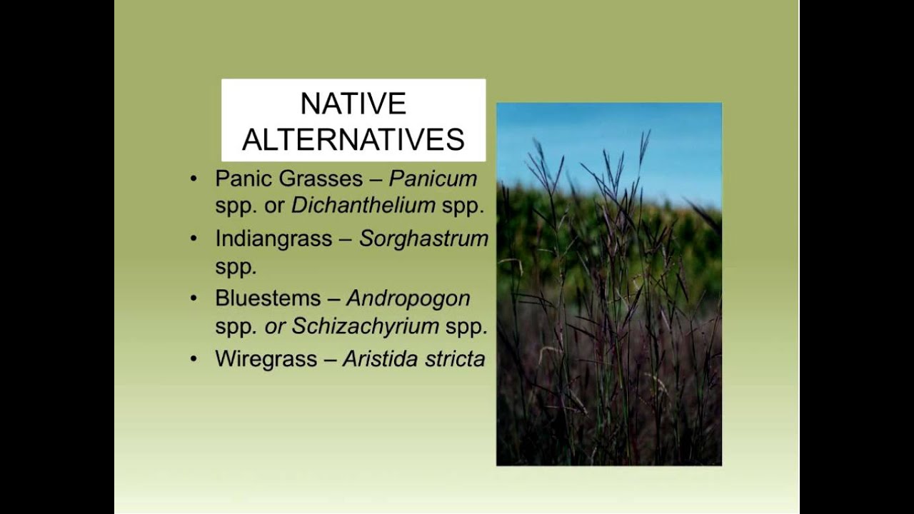 Native Alternatives for Food Plots in the Longleaf Ecosystem Part II