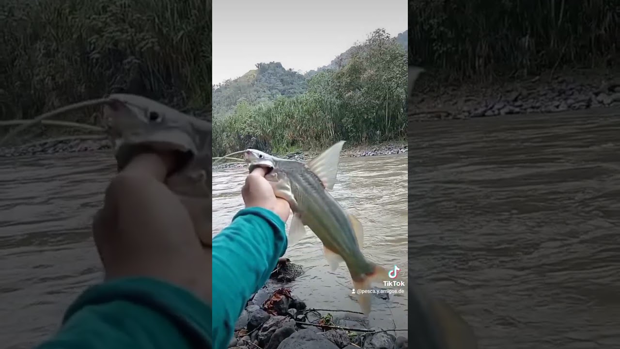 #sigueme_y_te_sigo #subscribe #pescaderia #suscribete #buenapesca #tiempodepesca #flyfishing