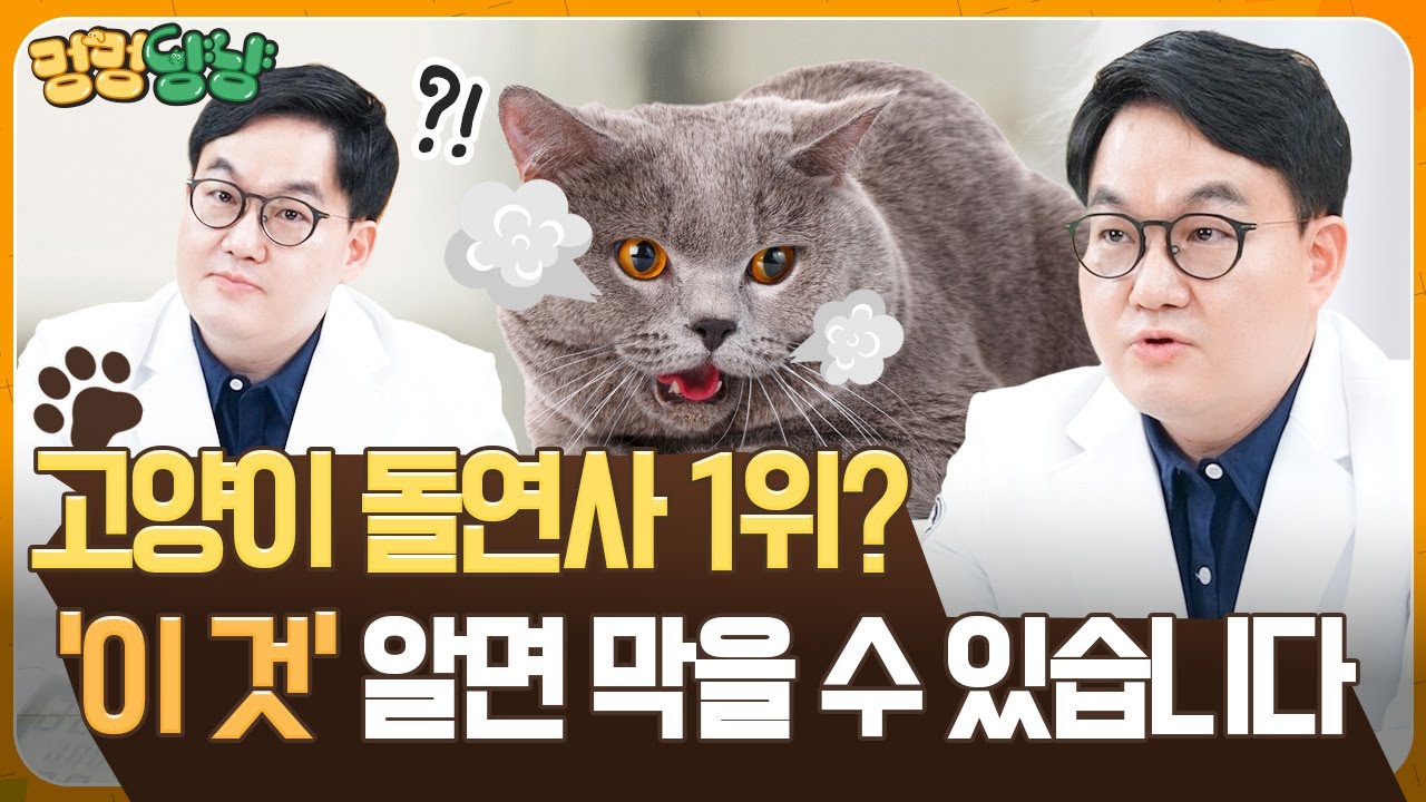 고양이 심근비대증 증상만으로 알 수 없어, 검진이 중요한 이유 | 멍멍냥냥