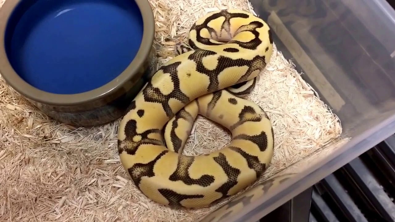 Safari Reptiles is BACK for the 2017-18 Season (Update on our Future!)
