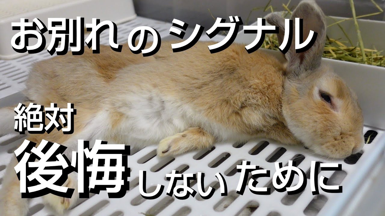 【絶対！後悔しないために】うさぎが亡くなる前に見せる最期の仕草