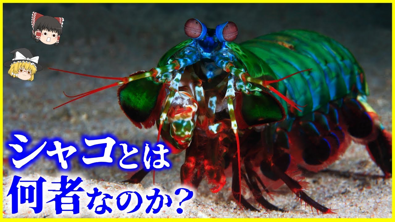 【ゆっくり解説】エビとの違いは？「シャコ」とは何者なのか？を解説/時速80kmの超絶パンチ&hellip;ヤバすぎる色覚