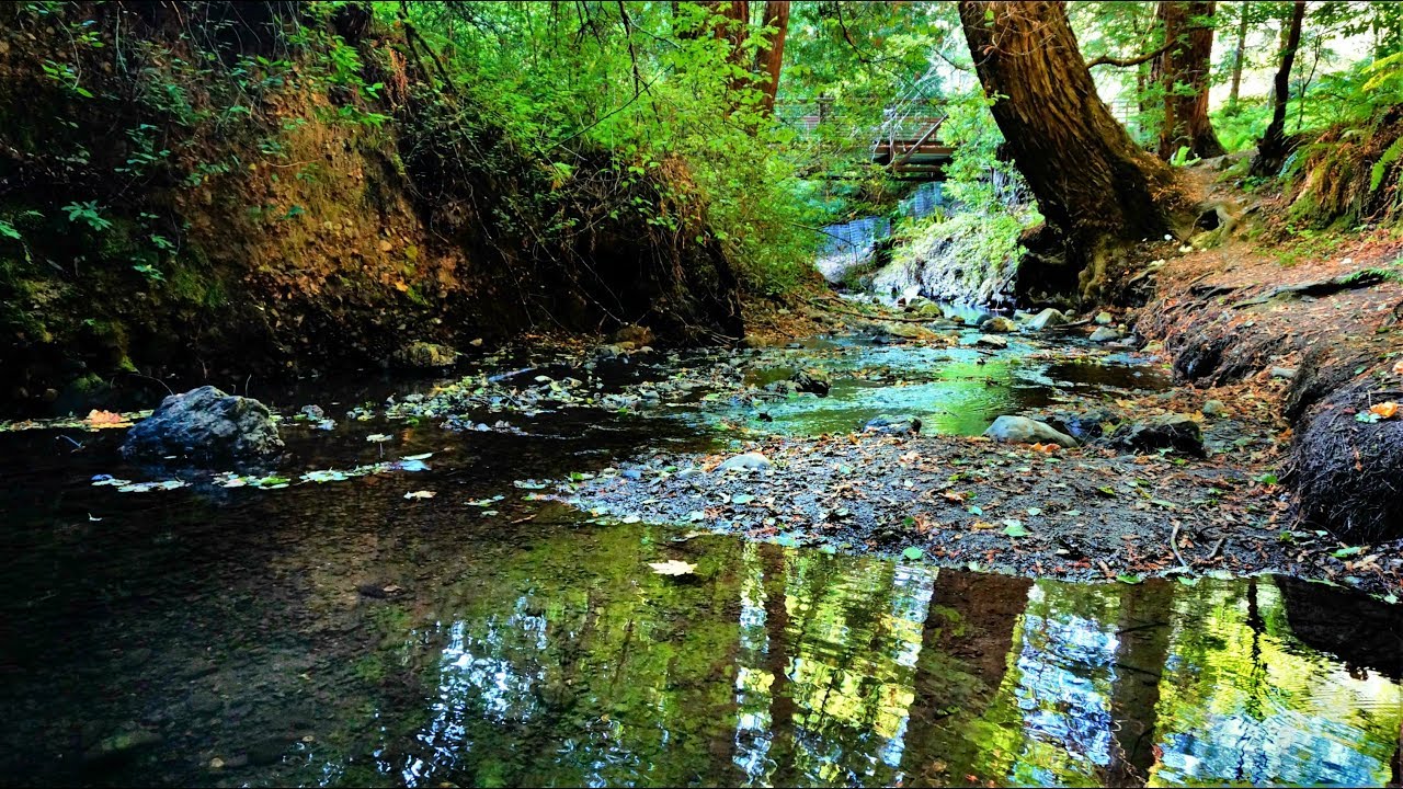 San Mateo County - Purisima Creek Redwoods Hike
