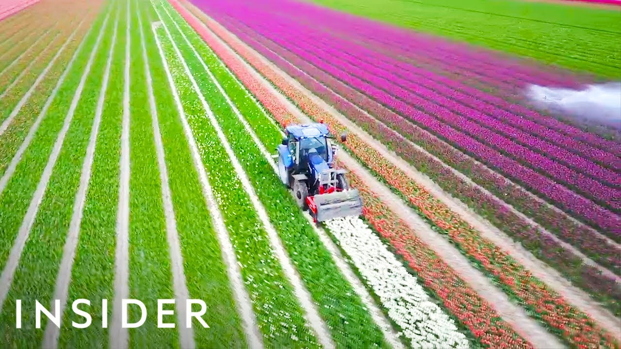 Why The Netherlands Is The Tulip Capital Of The World
