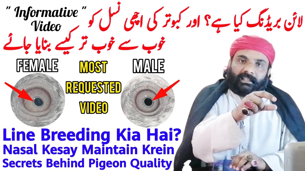 Line Breeding Kia Hai | Line Breeding Se Nasal Kesay Upgrade Hoti Hai
