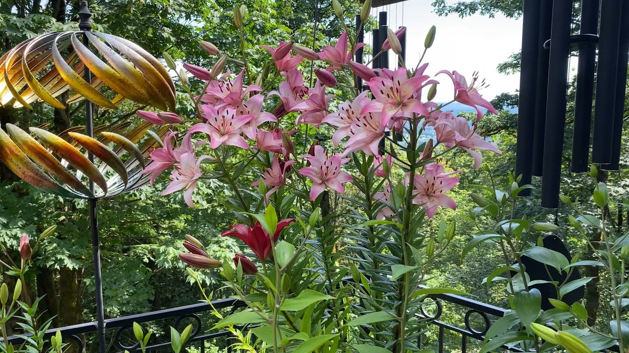 Garden Tour/Journal: 7/8/25