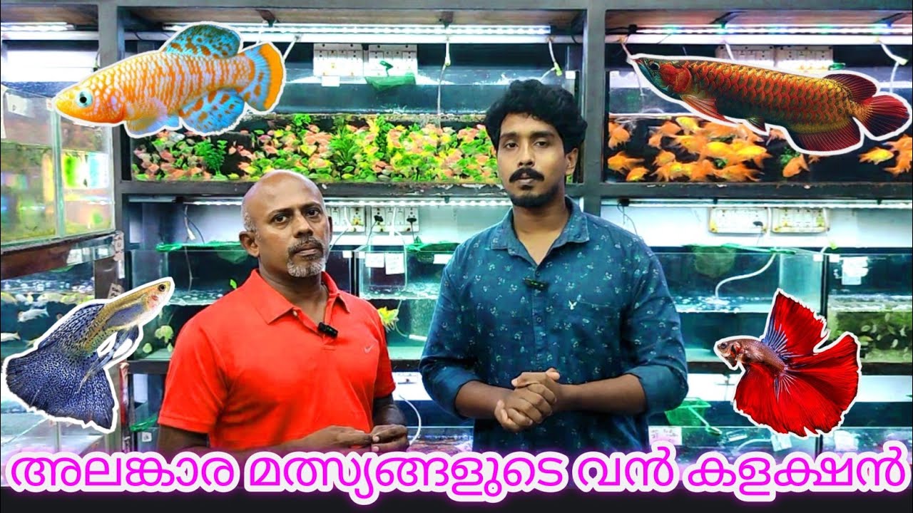 അലങ്കാര മത്സ്യങ്ങളുടെ വൻ കളക്ഷൻ part - 1/ Disney Aqua Park & Garden/ collection of ornamental fish