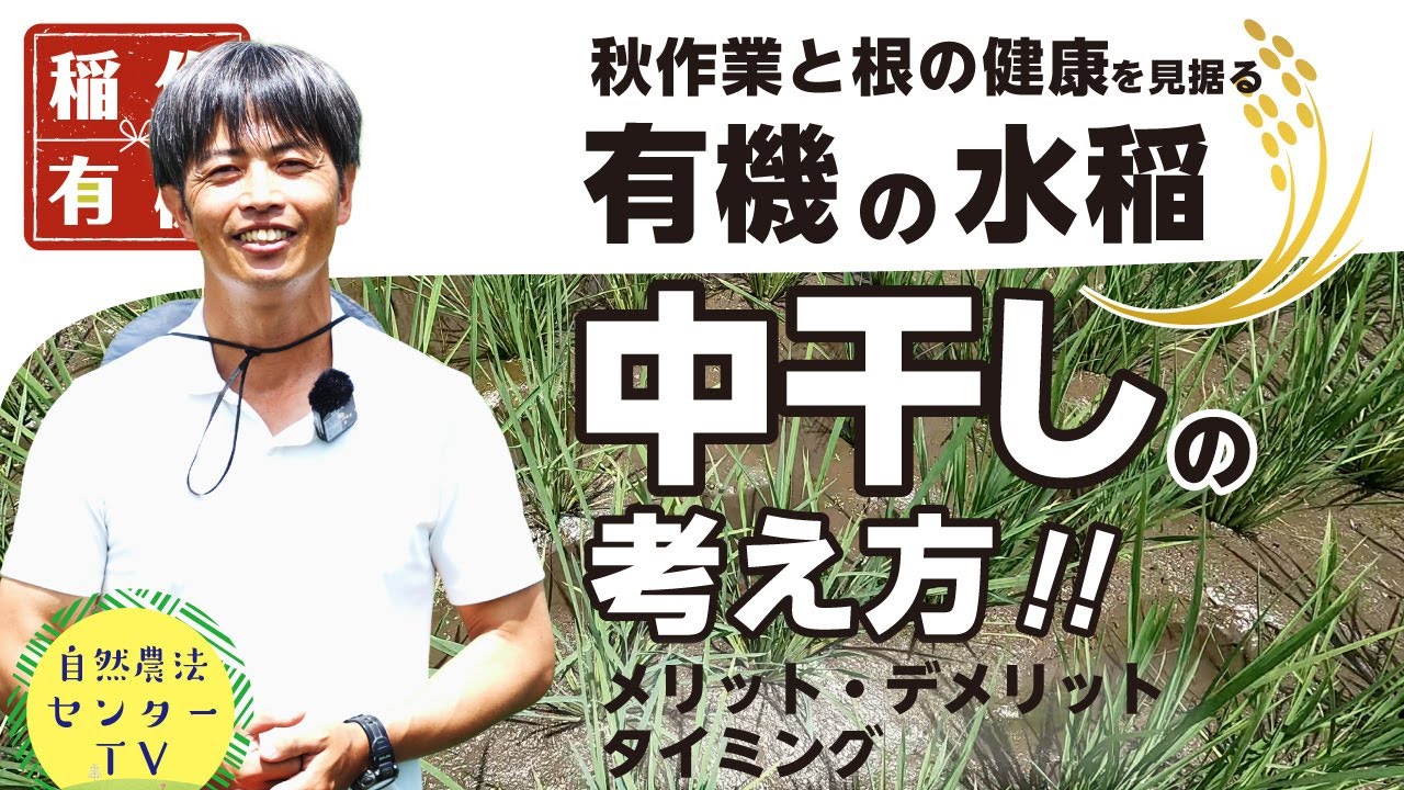 中干し、メリットもデメリットもアリ!!　先の効果も見据えて『有機の米づくり』の中干し　【稲作有機 by 自然農法センター】