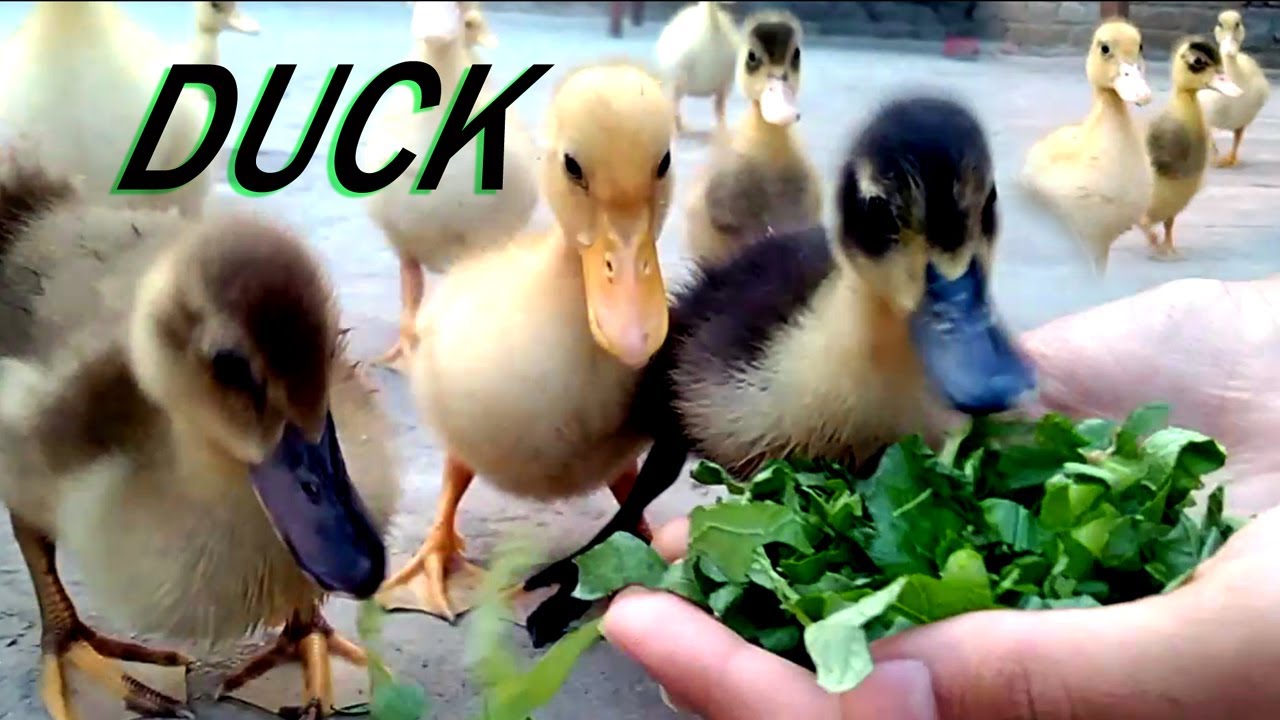 Ducklings first feed after hatching | Baby ducks favourite food | Care of Duck