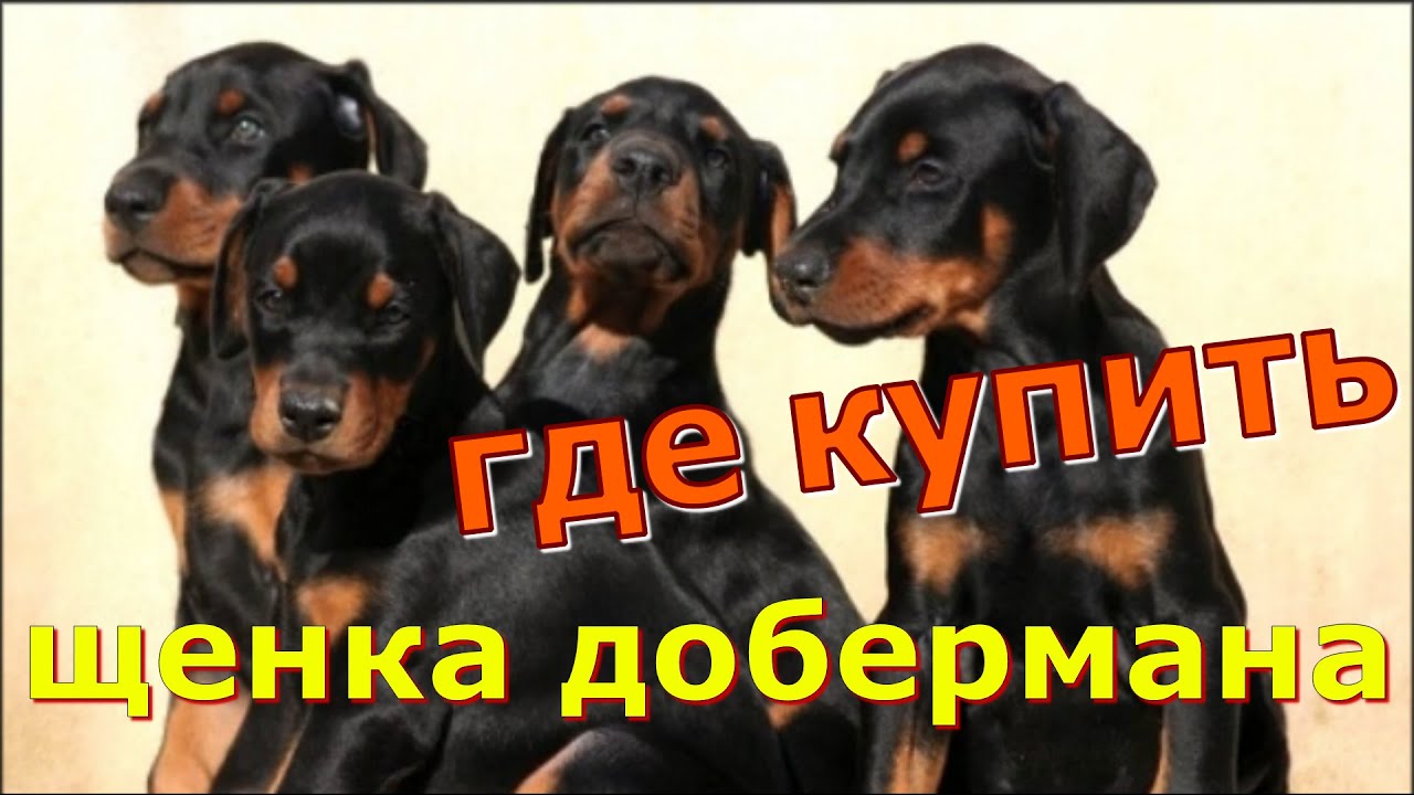 Поиск, выбор, покупка добермана. Питомник лучших собак
