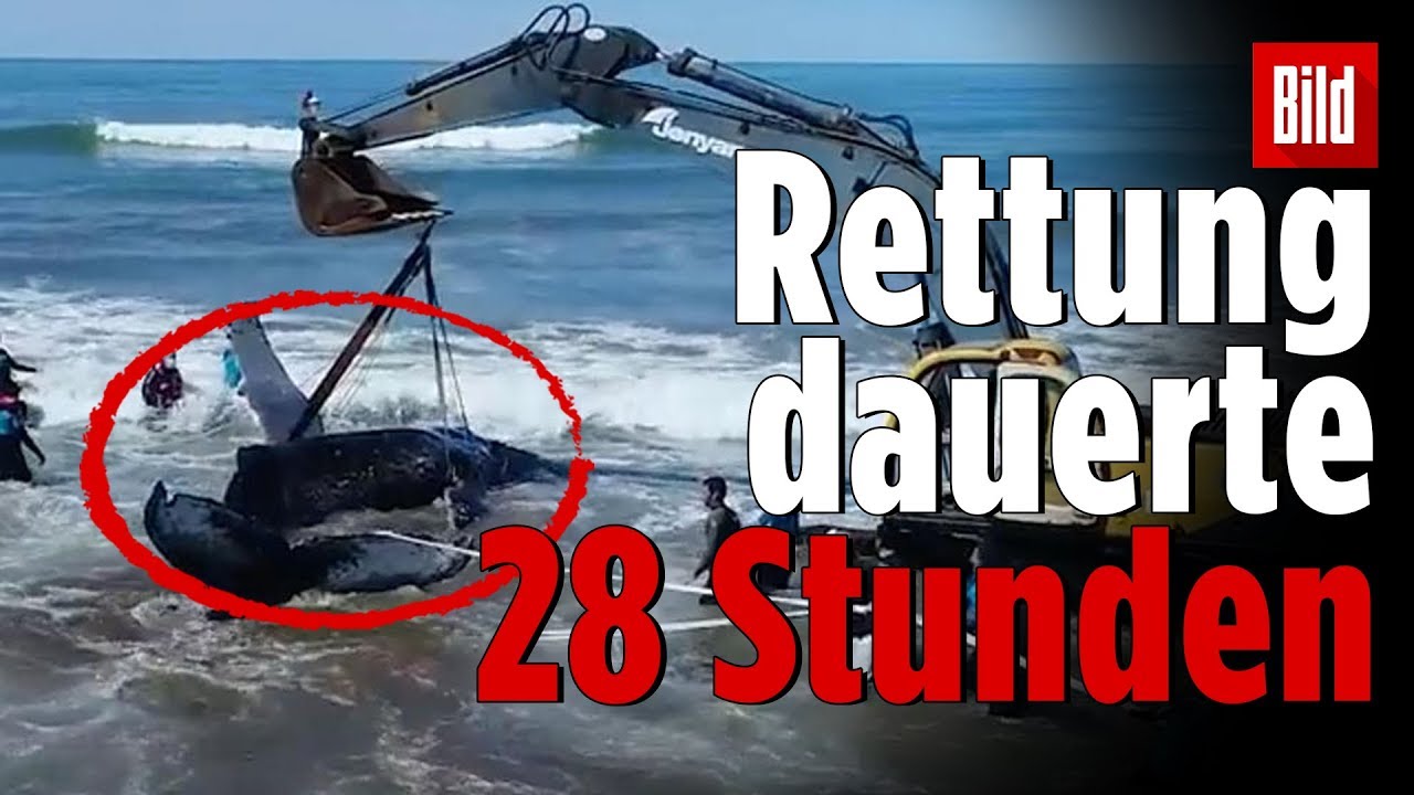 Bagger trägt Wal zurück ins Meer