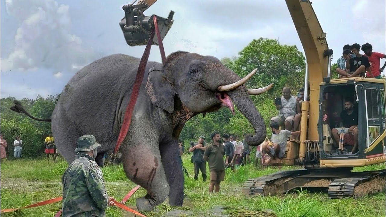 𝙊𝙥𝙚𝙧𝙖𝙩𝙞𝙤𝙣 𝙩𝙤 𝙡𝙞𝙛𝙩 𝙖 𝙛𝙖𝙡𝙡𝙚𝙣 𝙩𝙪𝙨𝙠𝙚𝙧😮😮 #elephant #wildlife #veterinary #animalplanet #bbcearth