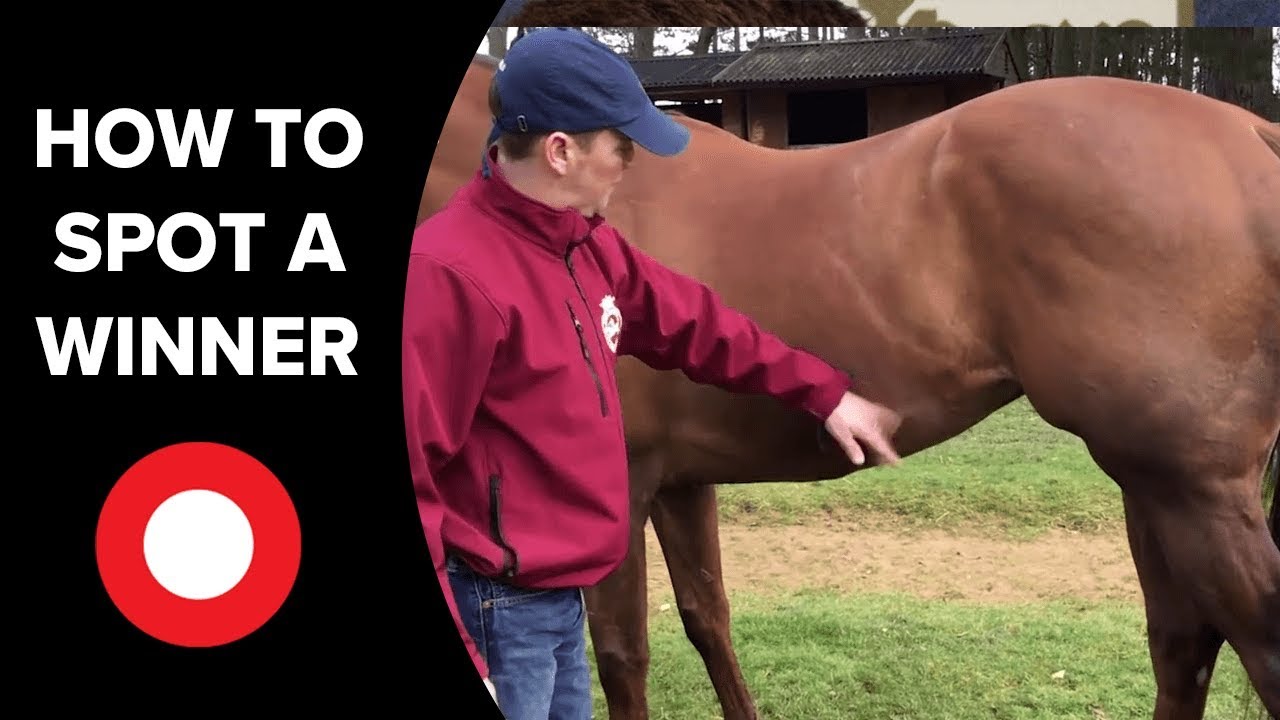 How To Spot a Winner in the Paddock