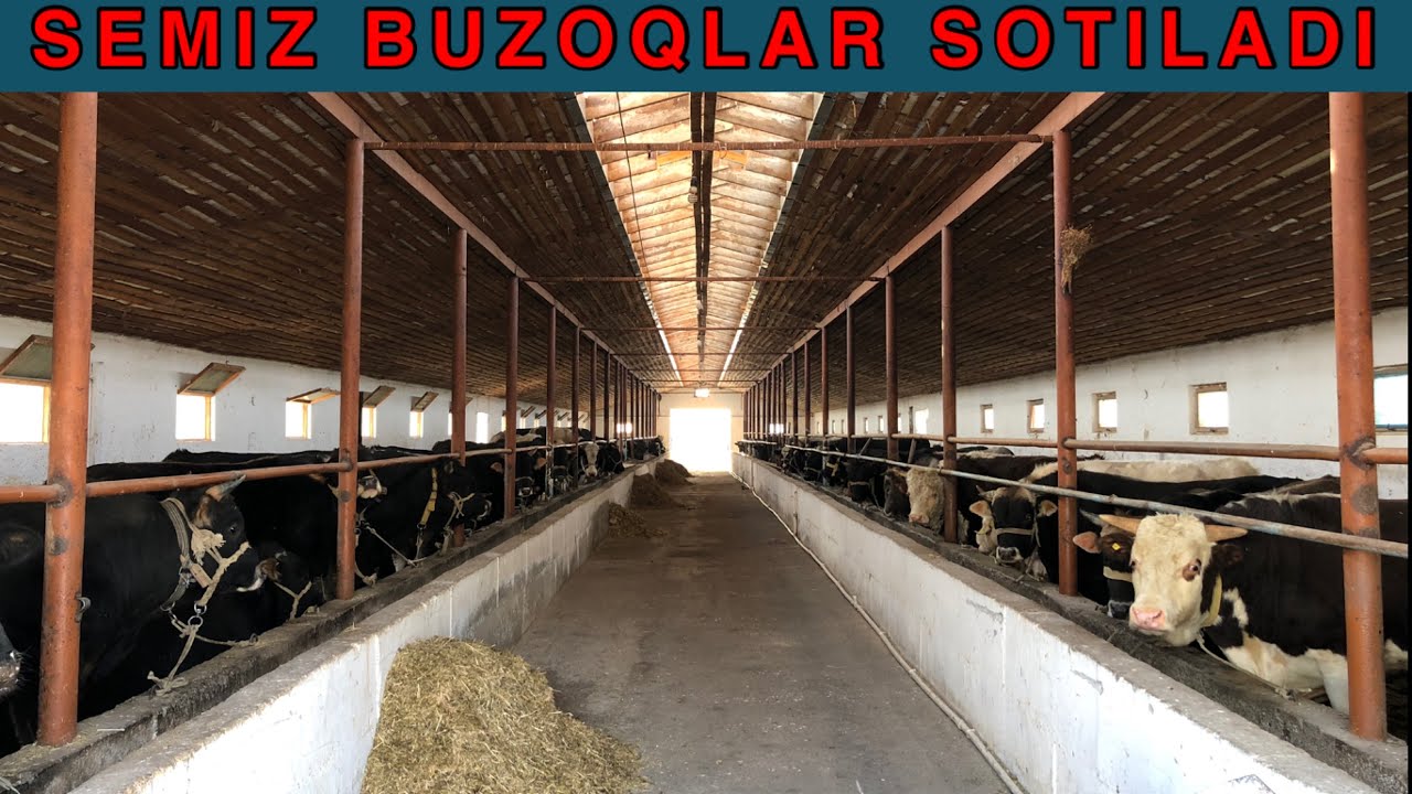 QASSOB AKALARIMIZ UCHUN SEMIZ BUKALAR SOTILADI ☎️ +998 90-633-51-07