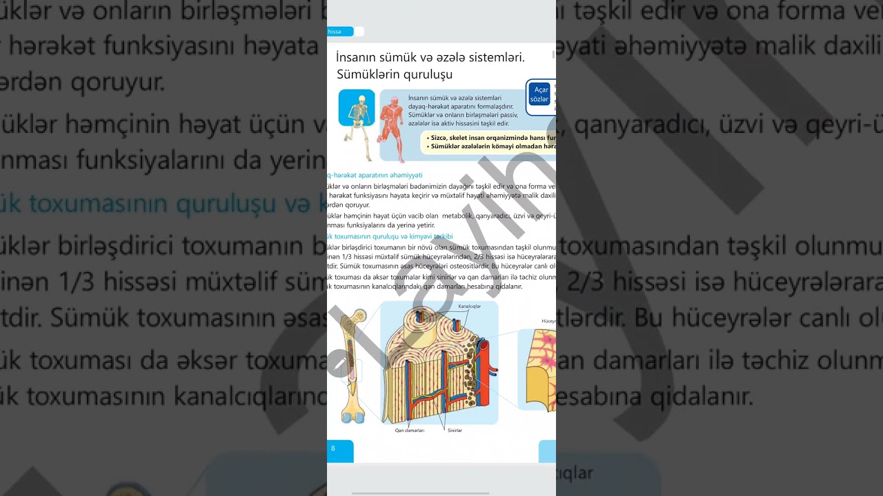 9cu sinif-ilk m&ouml;vzu. İnsanın s&uuml;m&uuml;k və əzələ sistemləri.S&uuml;m&uuml;klərin quruluşu. 