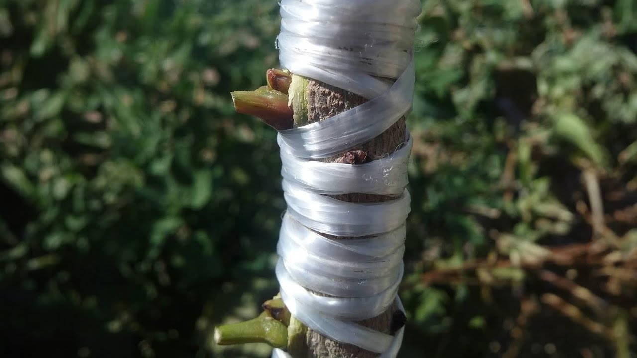 با این روش هر درختی رو پیوند بزن! | آموزش پیوند زنی شاه توت به توت مجنون 🌿